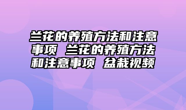 兰花的养殖方法和注意事项 兰花的养殖方法和注意事项 盆栽视频