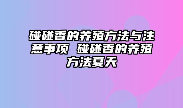 碰碰香的养殖方法与注意事项 碰碰香的养殖方法夏天