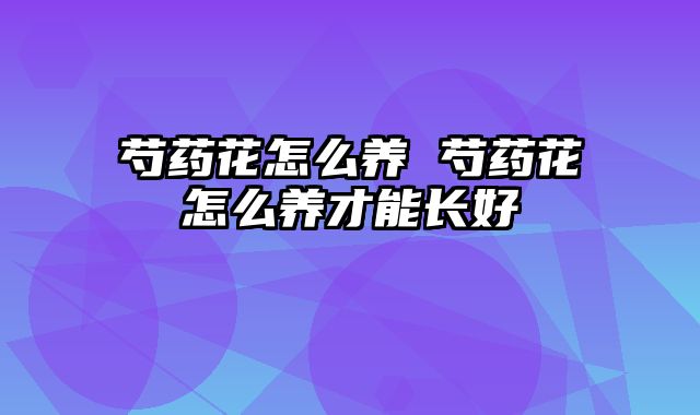 芍药花怎么养 芍药花怎么养才能长好