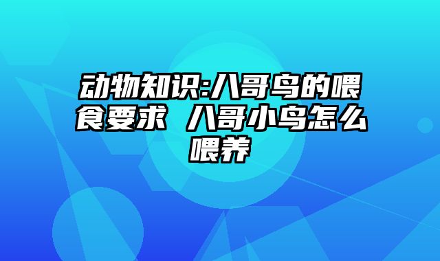 动物知识:八哥鸟的喂食要求 八哥小鸟怎么喂养