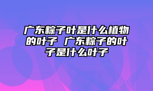 广东粽子叶是什么植物的叶子 广东粽子的叶子是什么叶子