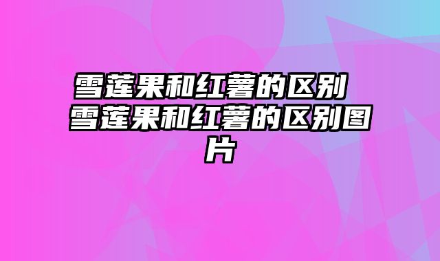 雪莲果和红薯的区别 雪莲果和红薯的区别图片