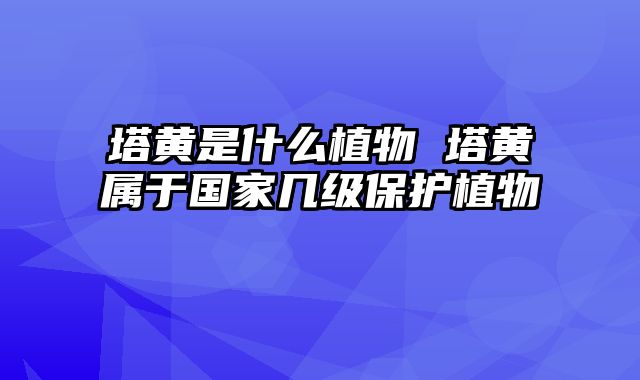塔黄是什么植物 塔黄属于国家几级保护植物
