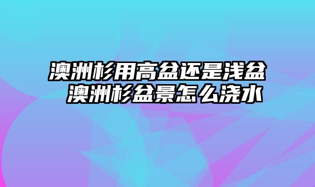 澳洲杉用高盆还是浅盆 澳洲杉盆景怎么浇水