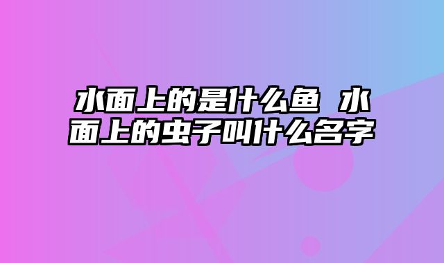 水面上的是什么鱼 水面上的虫子叫什么名字