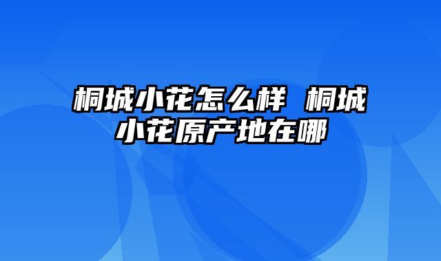 桐城小花怎么样 桐城小花原产地在哪