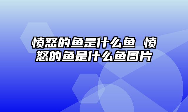 愤怒的鱼是什么鱼 愤怒的鱼是什么鱼图片