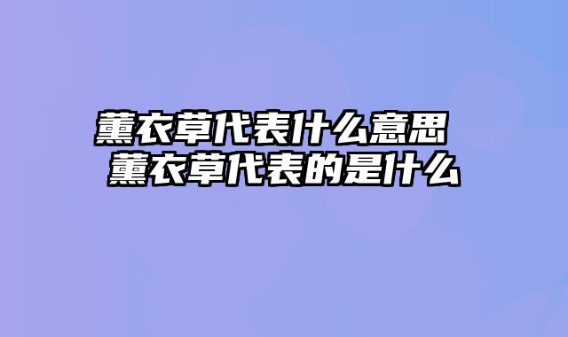 薰衣草代表什么意思 薰衣草代表的是什么