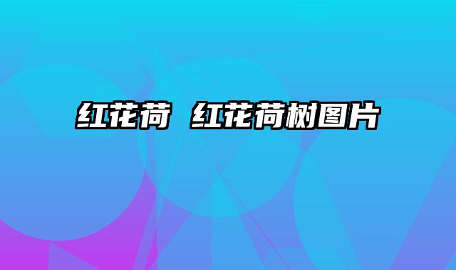 红花荷 红花荷树图片