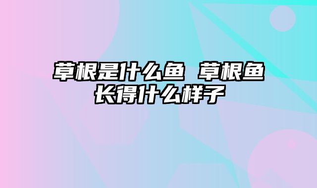 草根是什么鱼 草根鱼长得什么样子