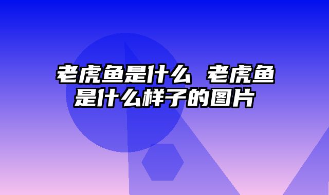 老虎鱼是什么 老虎鱼是什么样子的图片