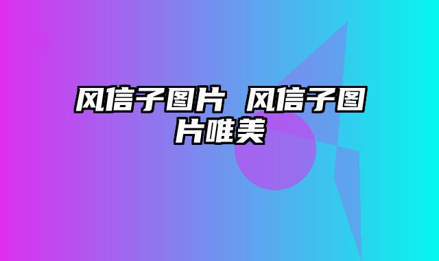 风信子图片 风信子图片唯美