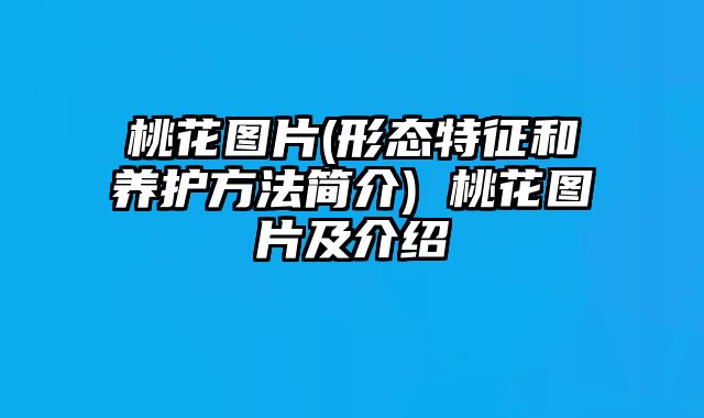 桃花图片(形态特征和养护方法简介) 桃花图片及介绍