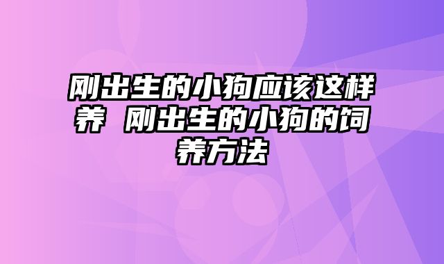 刚出生的小狗应该这样养 刚出生的小狗的饲养方法