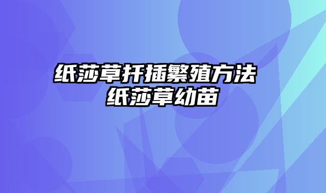 纸莎草扦插繁殖方法 纸莎草幼苗