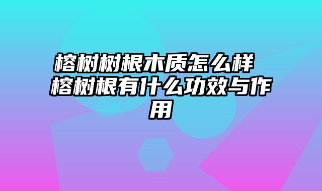 榕树树根木质怎么样 榕树根有什么功效与作用