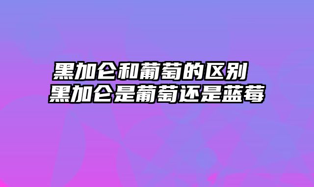 黑加仑和葡萄的区别 黑加仑是葡萄还是蓝莓