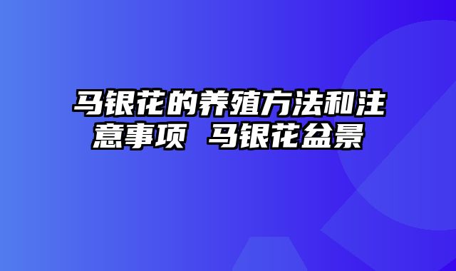 马银花的养殖方法和注意事项 马银花盆景