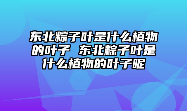 东北粽子叶是什么植物的叶子 东北粽子叶是什么植物的叶子呢