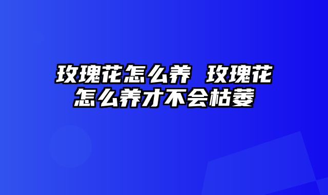 玫瑰花怎么养 玫瑰花怎么养才不会枯萎