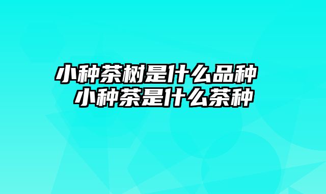 小种茶树是什么品种 小种茶是什么茶种