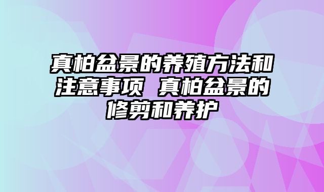 真柏盆景的养殖方法和注意事项 真柏盆景的修剪和养护