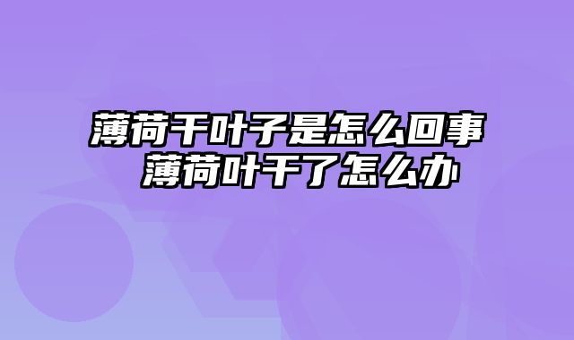薄荷干叶子是怎么回事 薄荷叶干了怎么办