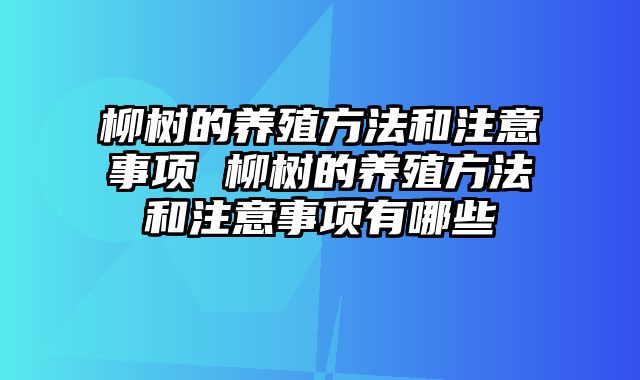 柳树的养殖方法和注意事项 柳树的养殖方法和注意事项有哪些