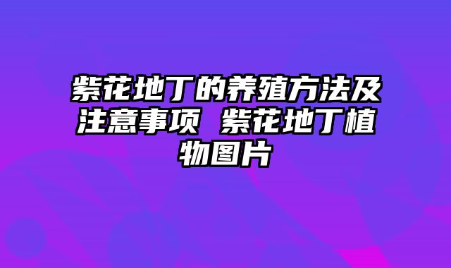 紫花地丁的养殖方法及注意事项 紫花地丁植物图片