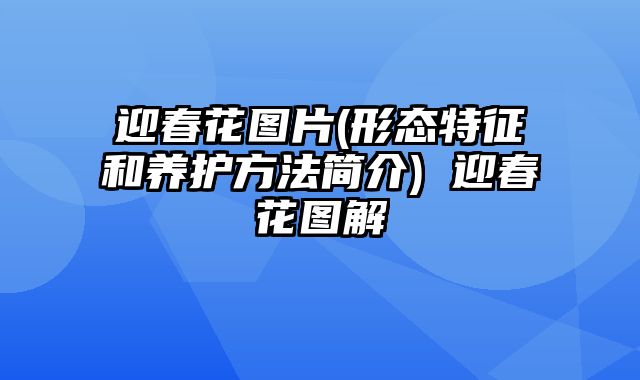 迎春花图片(形态特征和养护方法简介) 迎春花图解