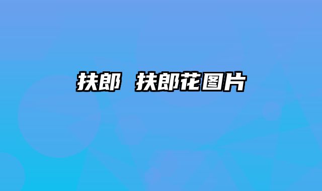 扶郎 扶郎花图片