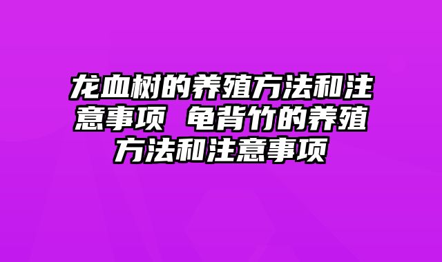 龙血树的养殖方法和注意事项 龟背竹的养殖方法和注意事项
