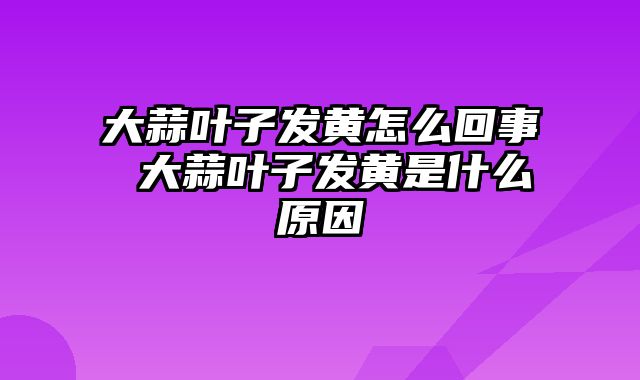 大蒜叶子发黄怎么回事 大蒜叶子发黄是什么原因