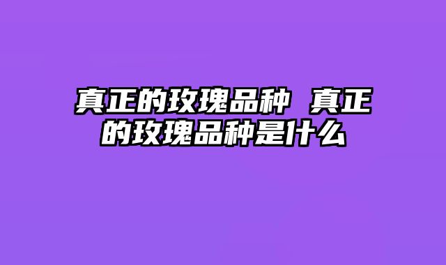 真正的玫瑰品种 真正的玫瑰品种是什么