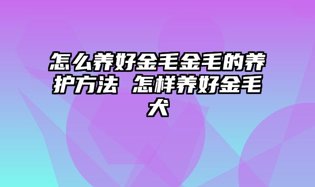 怎么养好金毛金毛的养护方法 怎样养好金毛犬