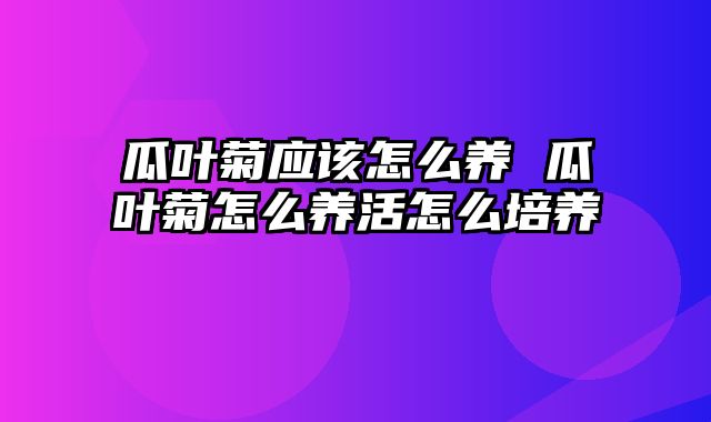 瓜叶菊应该怎么养 瓜叶菊怎么养活怎么培养