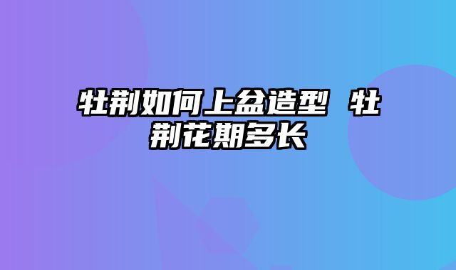 牡荆如何上盆造型 牡荆花期多长