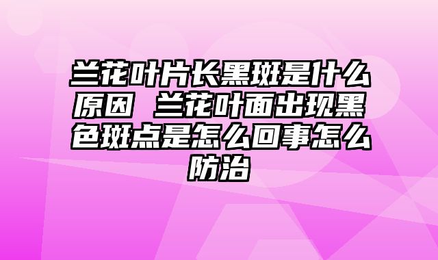 兰花叶片长黑斑是什么原因 兰花叶面出现黑色斑点是怎么回事怎么防治