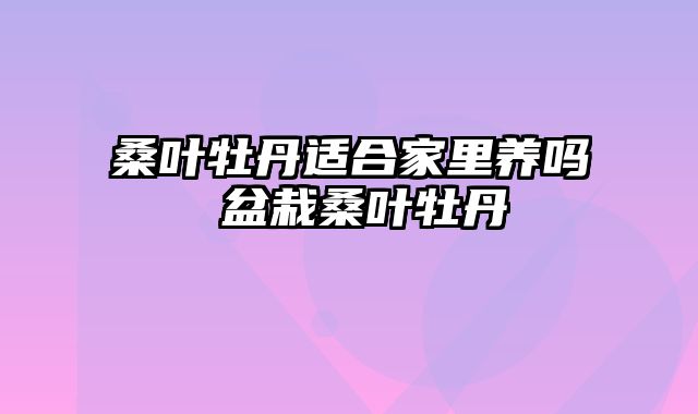 桑叶牡丹适合家里养吗 盆栽桑叶牡丹