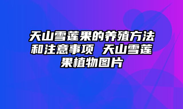 天山雪莲果的养殖方法和注意事项 天山雪莲果植物图片
