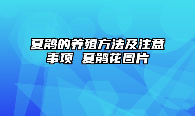 夏鹃的养殖方法及注意事项 夏鹃花图片