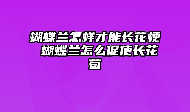 蝴蝶兰怎样才能长花梗 蝴蝶兰怎么促使长花苞