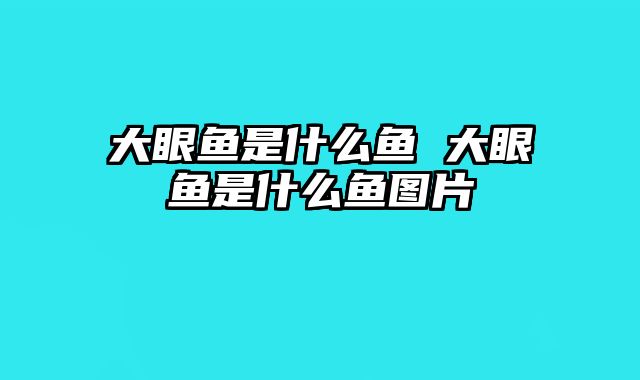 大眼鱼是什么鱼 大眼鱼是什么鱼图片