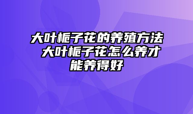 大叶栀子花的养殖方法 大叶栀子花怎么养才能养得好