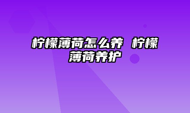 柠檬薄荷怎么养 柠檬薄荷养护