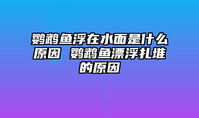 鹦鹉鱼浮在水面是什么原因 鹦鹉鱼漂浮扎堆的原因