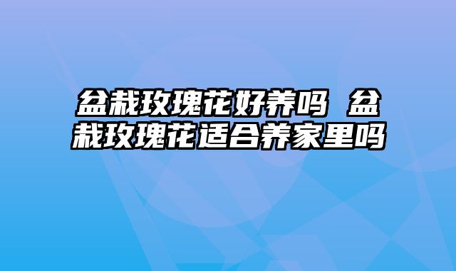 盆栽玫瑰花好养吗 盆栽玫瑰花适合养家里吗