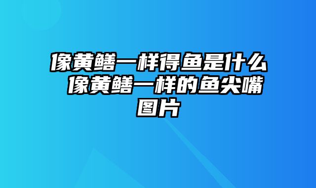 像黄鳝一样得鱼是什么 像黄鳝一样的鱼尖嘴图片