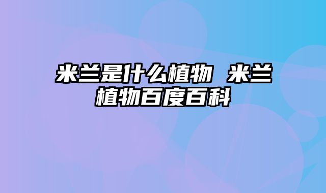 米兰是什么植物 米兰植物百度百科
