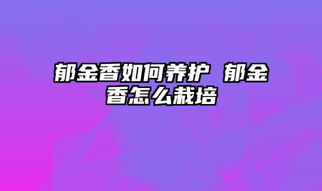 郁金香如何养护 郁金香怎么栽培